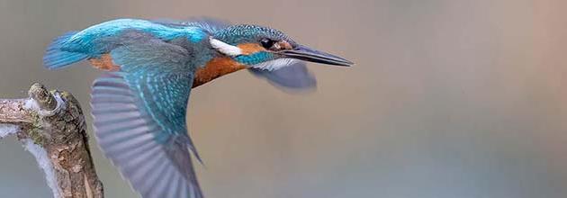 Vogel des Jahres 2026: Eisvogel