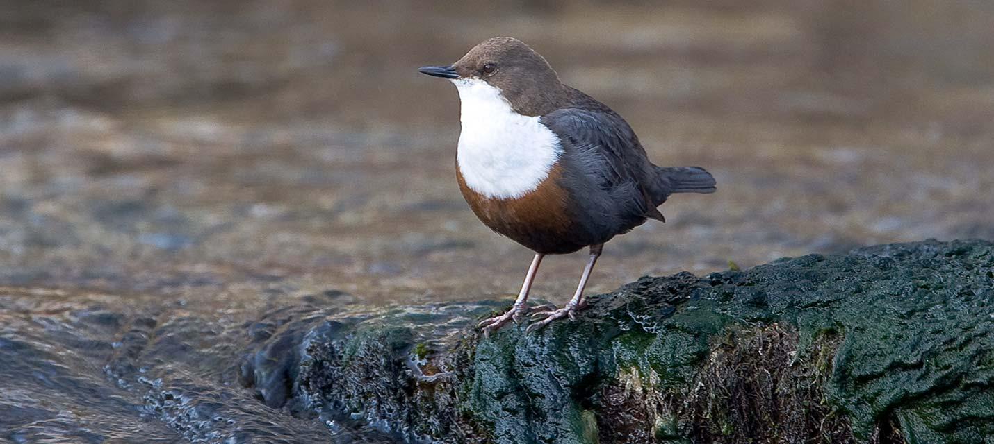 Gew&auml;sser + Moore &copy; Werner Scheuber