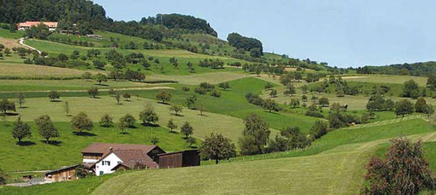 Hochstamm-Obstg&auml;rten