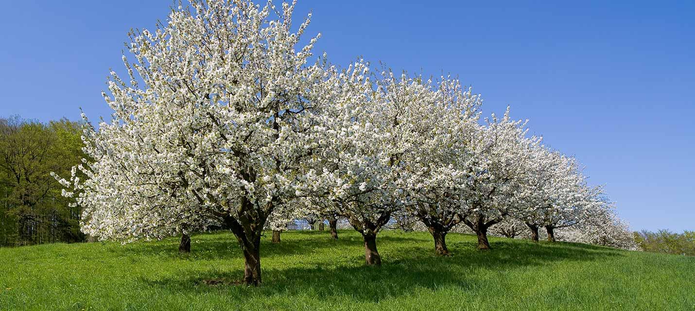Agrarpolitik &copy; Werner Scheuber