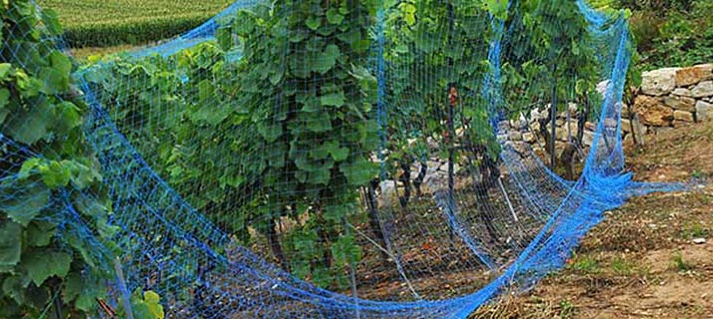 Rebnetz &copy; Ludovic Longchamp