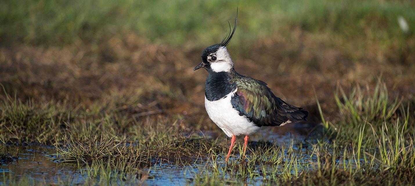 &copy; Michael Gerber