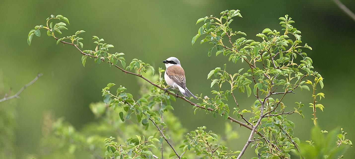 &copy; Michael Gerber