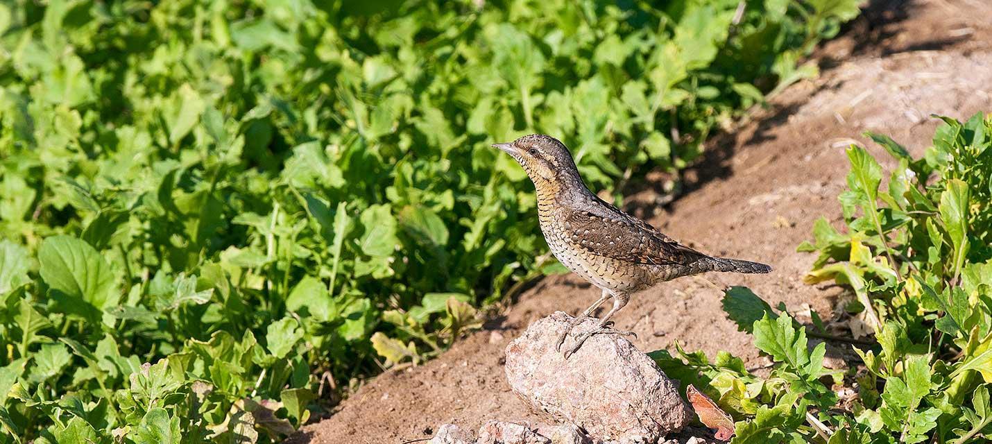 Torcol fourmilier &copy; Michael Gerber