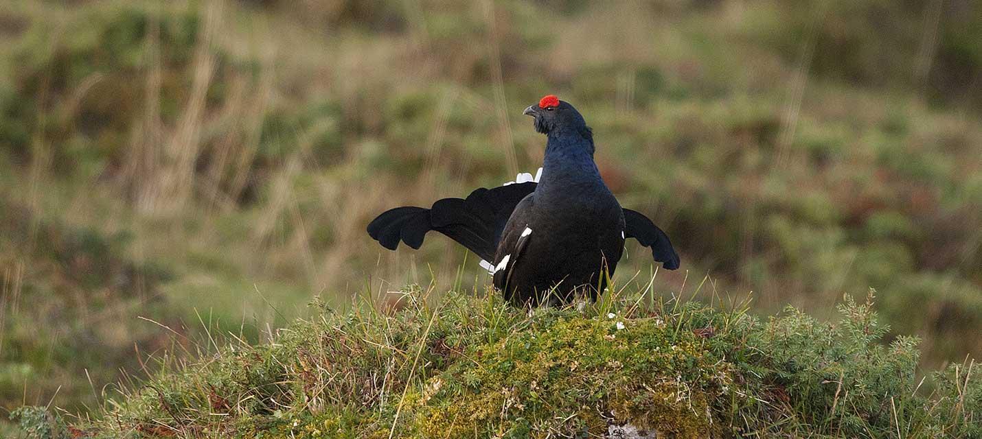 t&eacute;tras lyre &copy; Michael Gerber