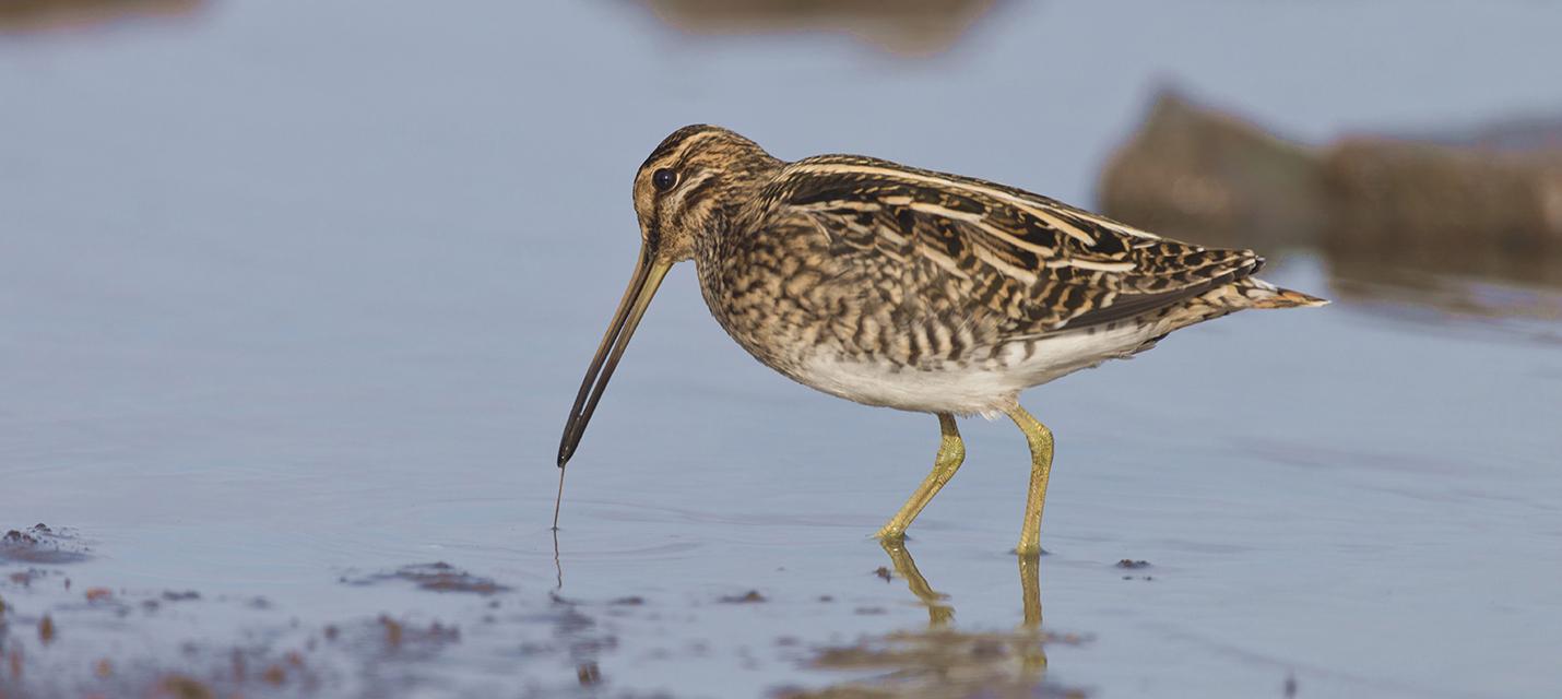B&eacute;cassine des marais