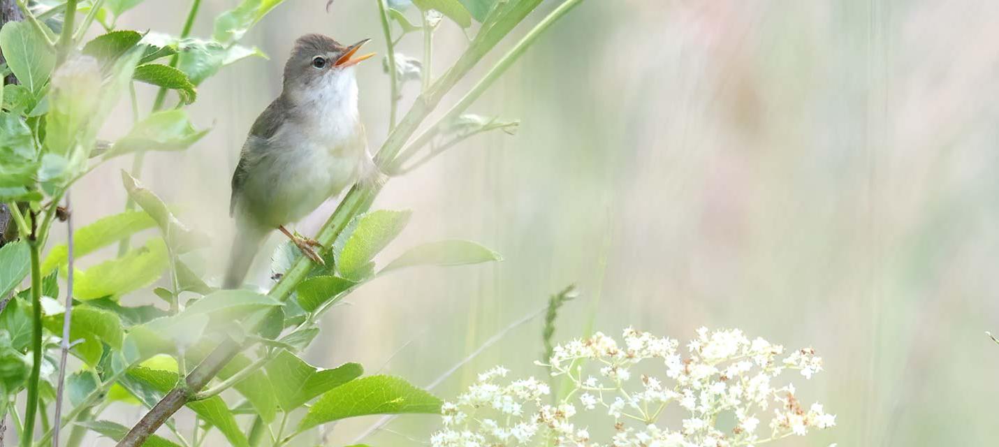 rousserolle verderolle