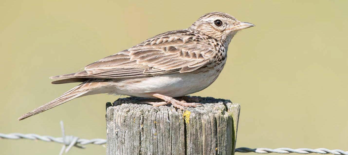 Feldlerche