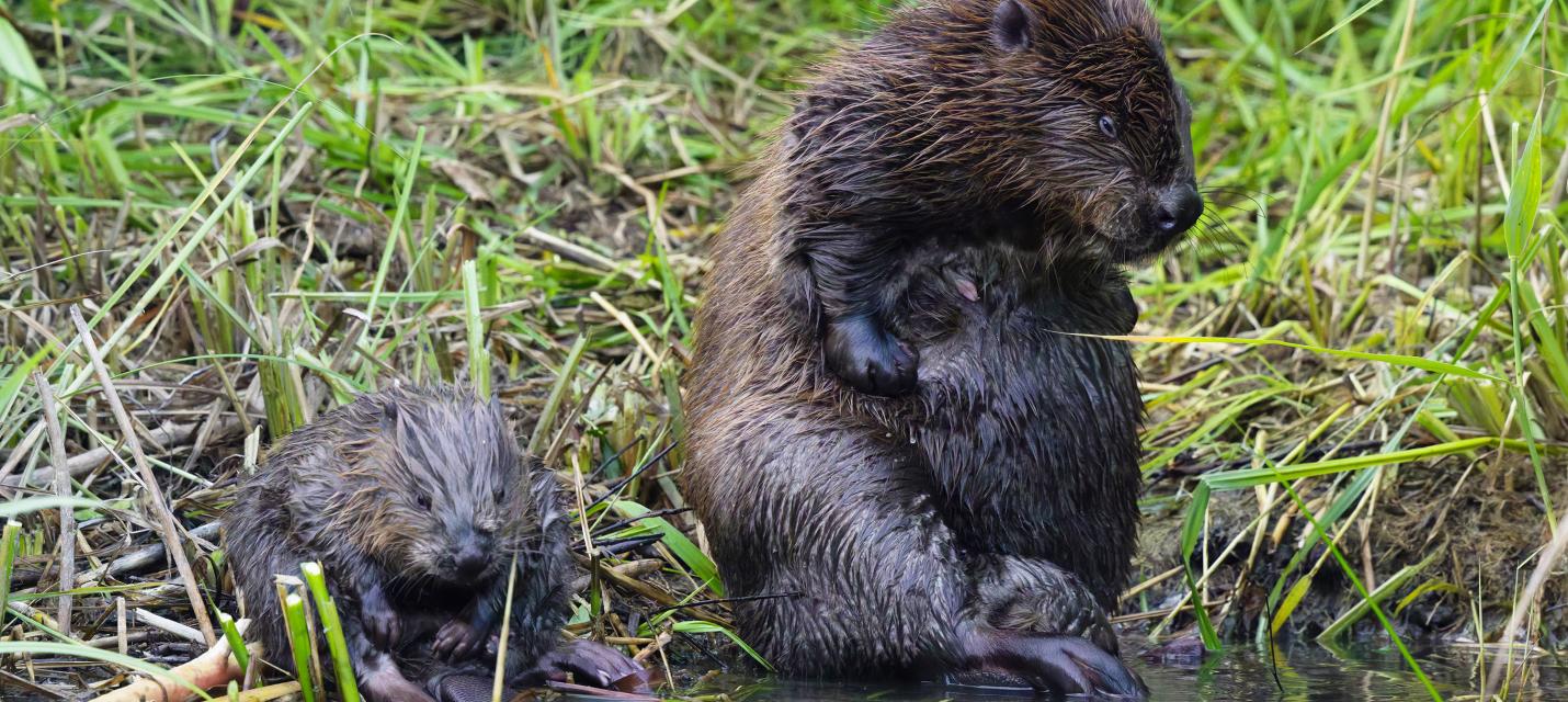 Biber mit Jungem &copy; Carl'Antonio Balzari