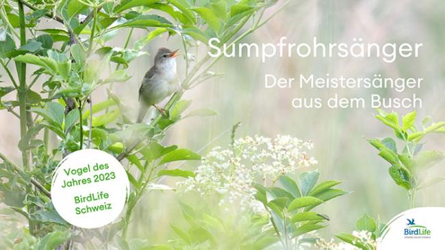 Titel Vortrag Sumpfrohrs&auml;nger