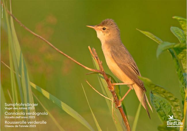 Titel Poster Sumpfrohrs&auml;nger